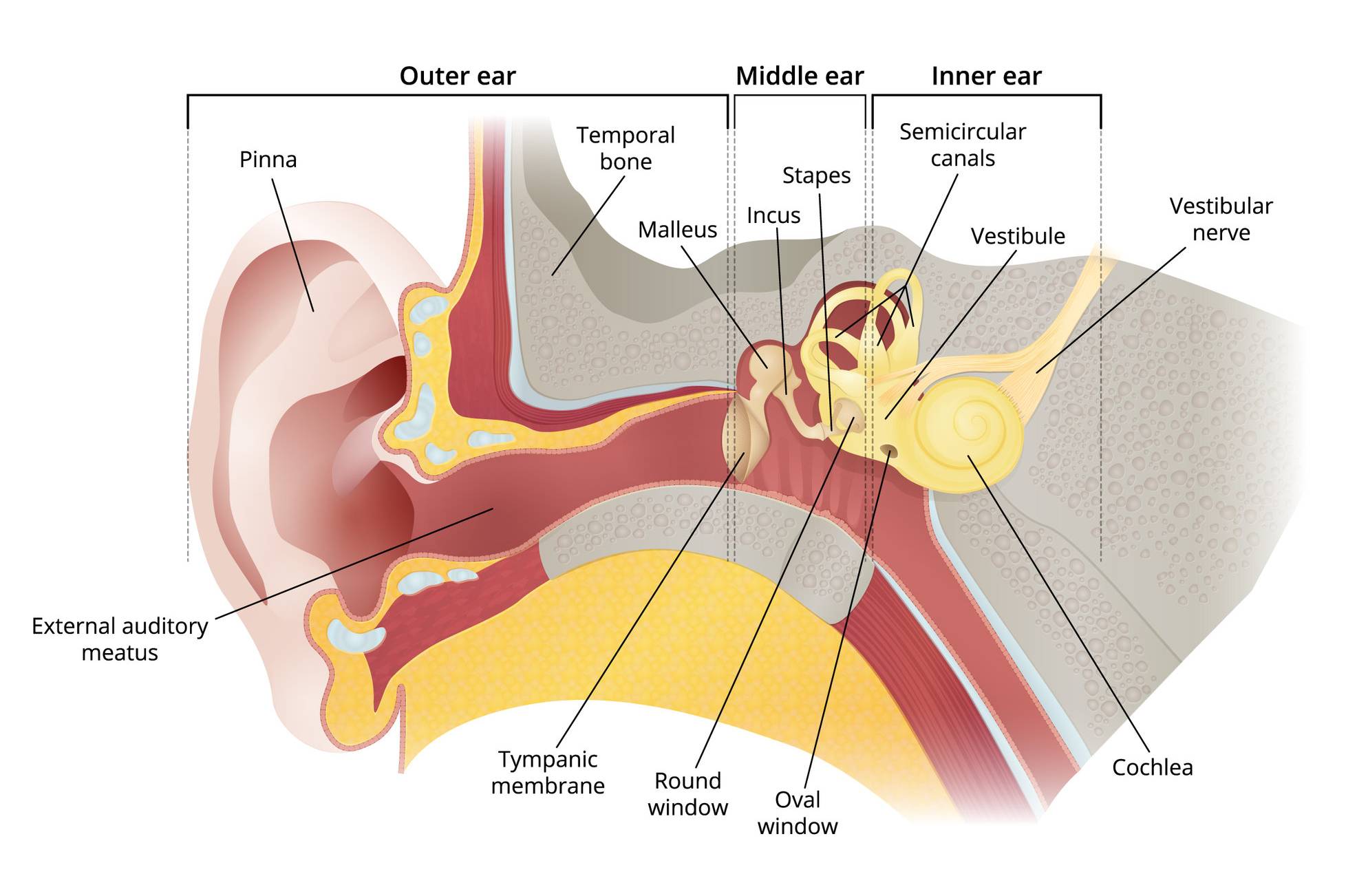 Diagram of the outer, middle and inner ear