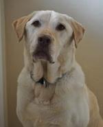 Photo of Henry the office companion from Park Place Hearing Center - Petaluma