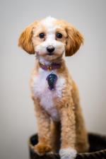 Photo of Holly Aussiedoodle from Acro Audiology - San Antonio