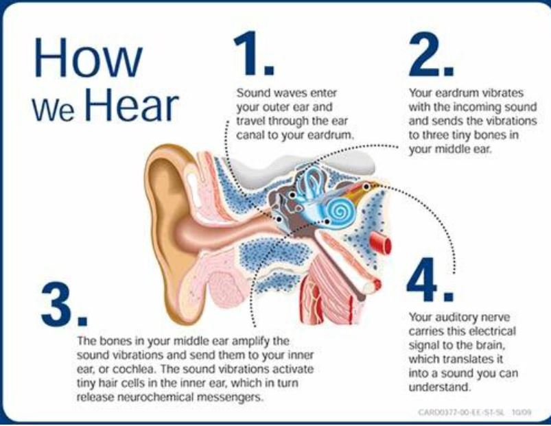 How we Hear