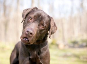 A curious dog looks at the camera