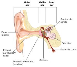 Diagram of ear anatomy