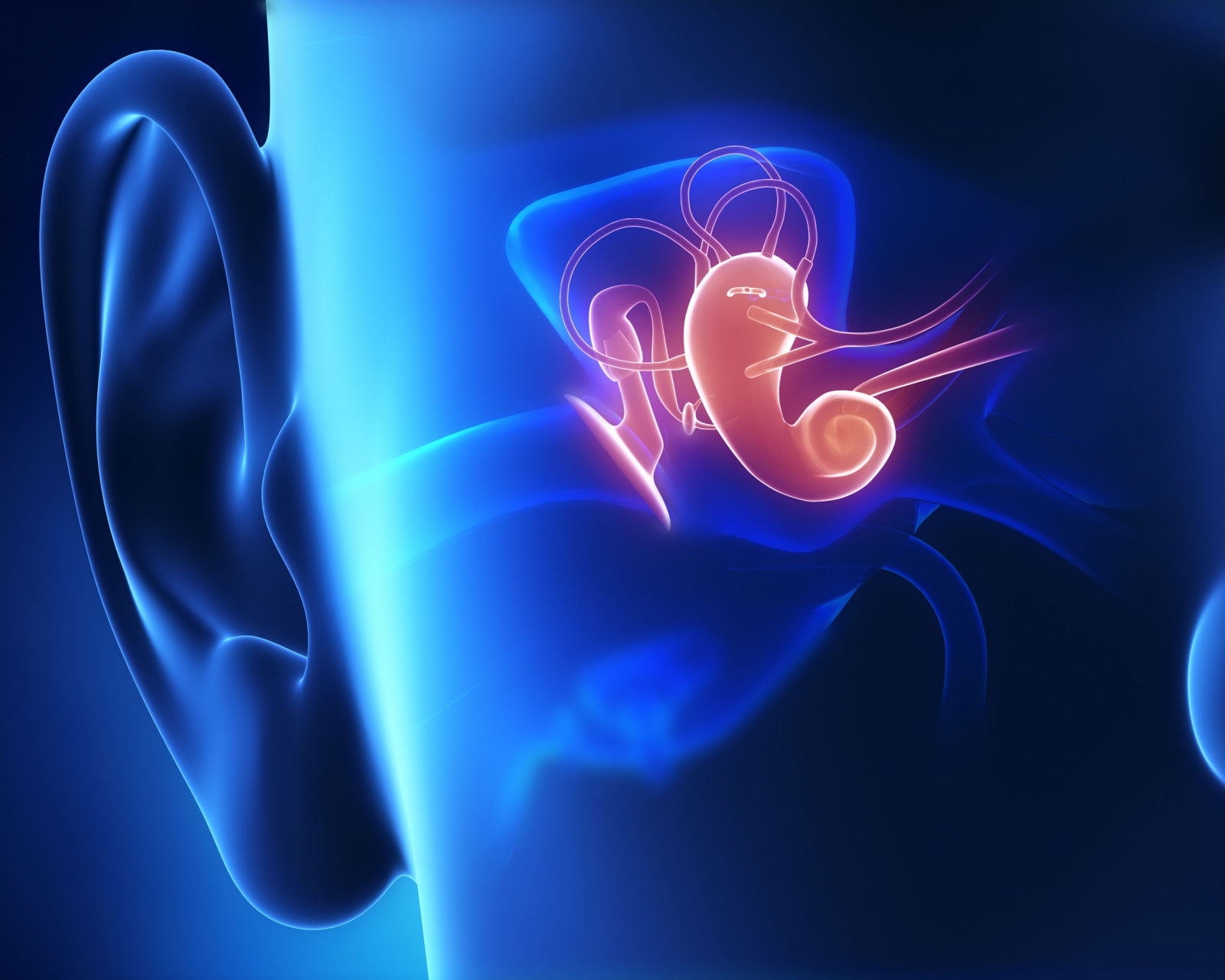Image showing the middle and inner ear highlighted.