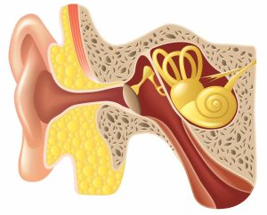 The inner ear