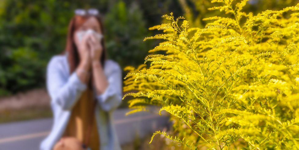 A woman sneezes behind a field of ragweed. 