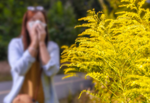 A woman sneezes behind ragweed.