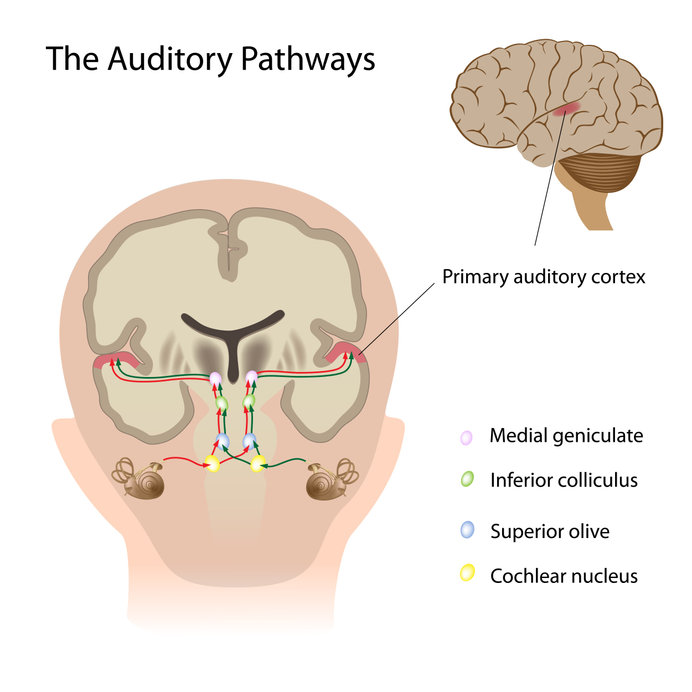 The auditory pathways in the brain.