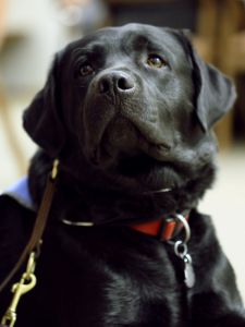 Assistance dog sitting at attention