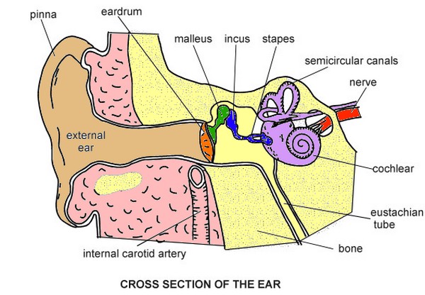Cochlear Dead Zone  A Rare Cause Of Hearing Loss