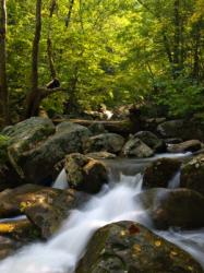 The sounds of nature can soothe tinnitus.