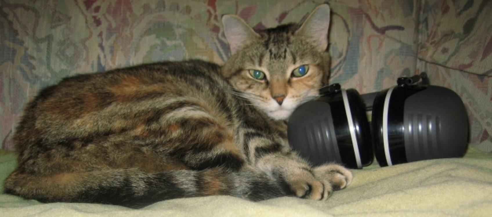 A cat rests on a pair of noise-protection ear muffs.
