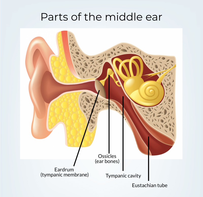Anatomical drawing of the middle ear